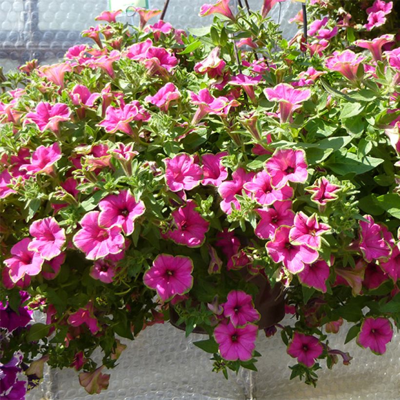 Pétunia Supertunia Picasso in Pink (Plant habit)