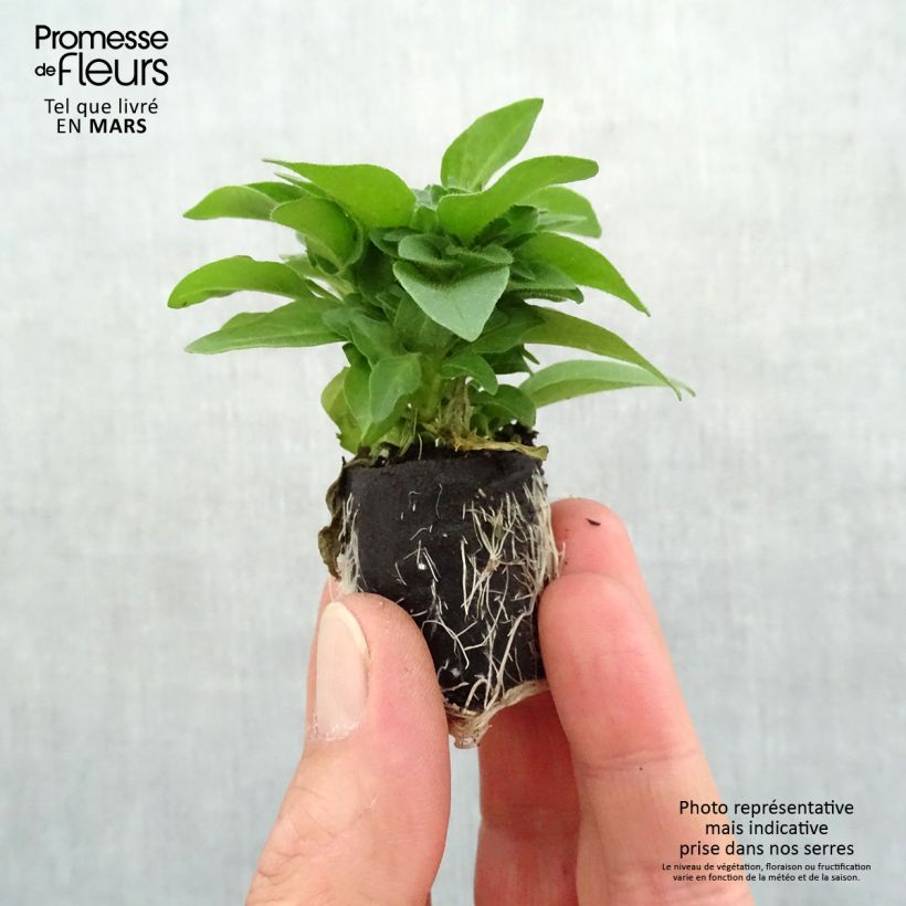 Example of Pétunia Supertunia Pink Star Mini-motte Ø 3/4 cm as you get in printemps