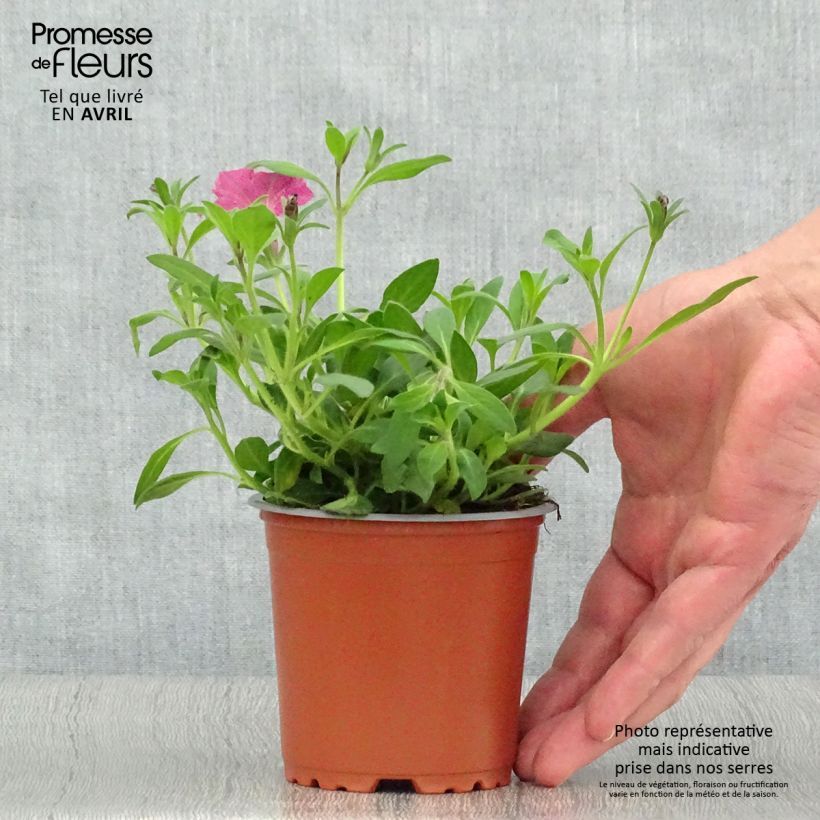 Example of Pétunia Supertunia Pink Star Godet de 8/9 cm as you get in printemps