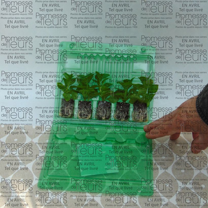 Example of Pétunia Supertunia Raspberry Blast Mini-motte Ø 3/4 cm, Livré en plant vert de 5 à 10 cm de hauteur as you get