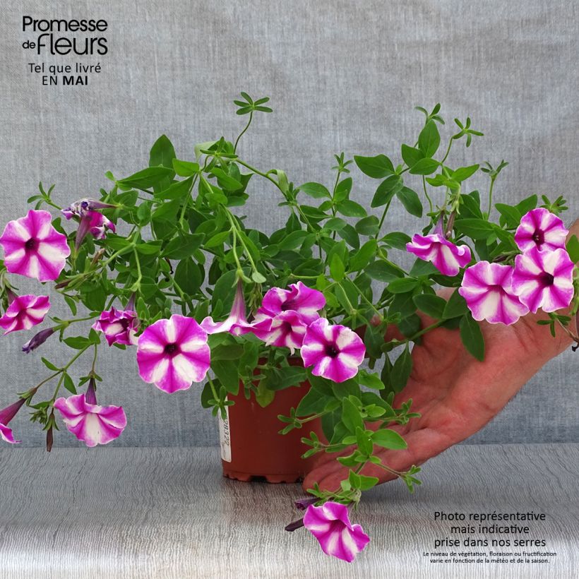 Example of Pétunia Supertunia Raspberry Star Godet de 8/9 cm as you get in printemps