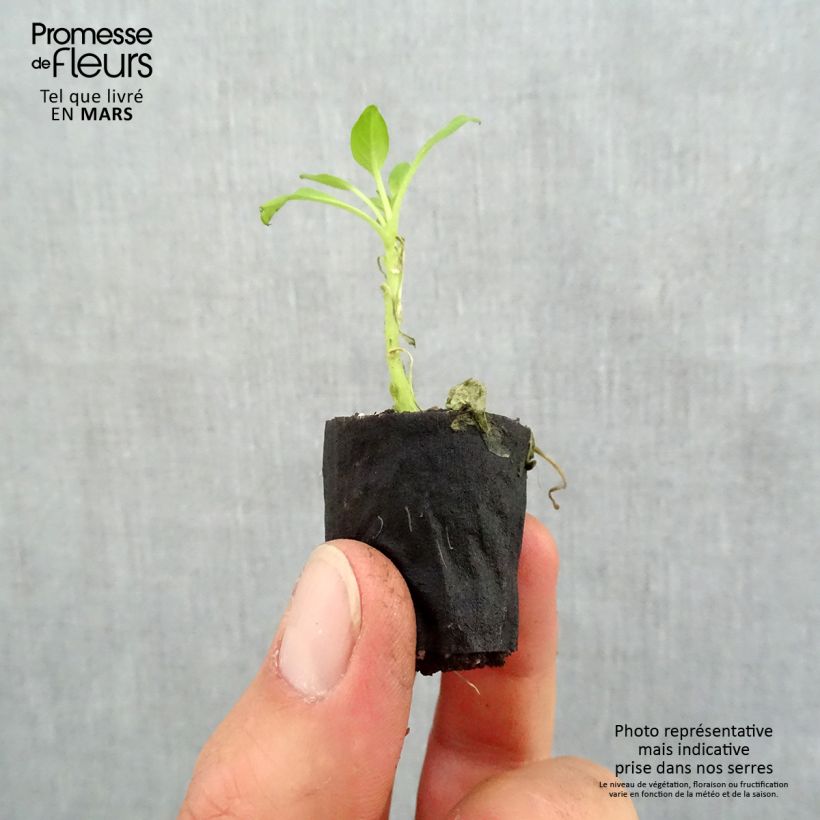 Example of Pétunia Supertunia Vista Bubblegum Mini-motte Ø 3/4 cm, Plant vert de 5 à 10 cm de haut as you get in printemps