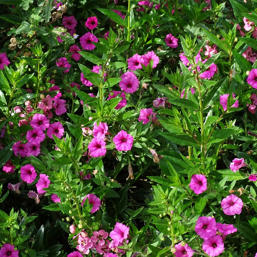 Pétunia Supertunia Vista Bubblegum (Plant habit)