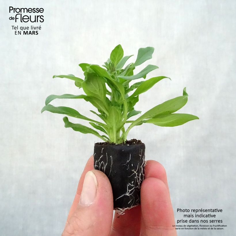 Spécimen de Pétunia Supertunia Vista Fuchsia Mini-motte Ø 3/4 cm tel que livré au printemps