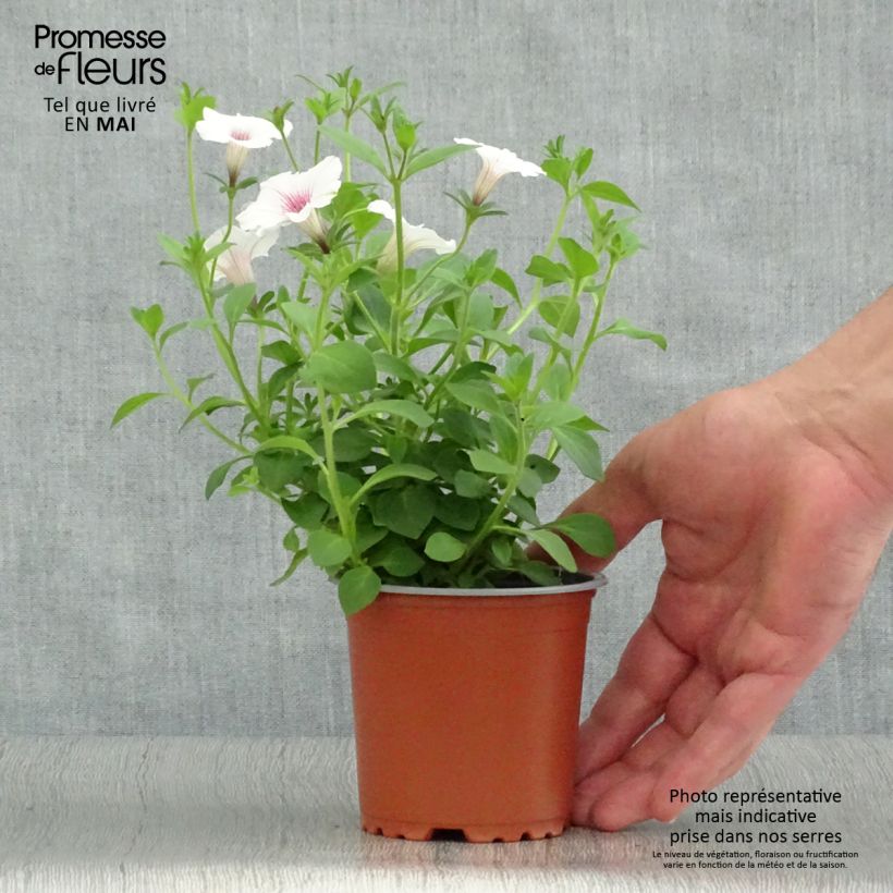 Example of Pétunia Supertunia Vista® Silverberry Godet de 8/9 cm as you get in printemps
