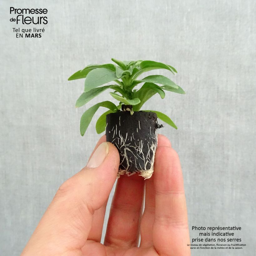 Example of Pétunia Surfinia Deep Red rouge foncé Mini-motte Ø 3/4 cm, Plant vert de 5 à 10 cm de haut as you get in printemps