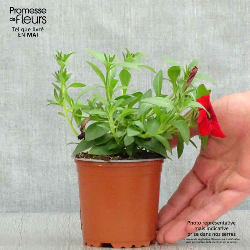 Example of Pétunia Surfinia Deep Red rouge foncé Godet de 8/9 cm as you get in printemps