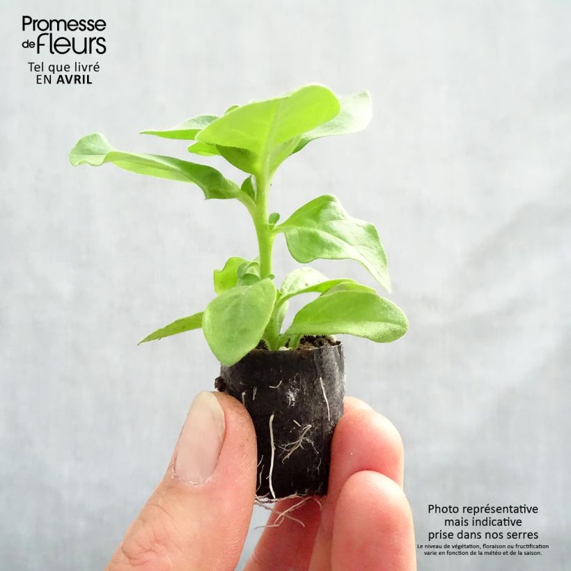 Spécimen de Pétunia Surfinia Double Lilac Mini-motte Ø 3/4 cm, Plant vert de 5 à 10 cm de haut tel que livré au printemps