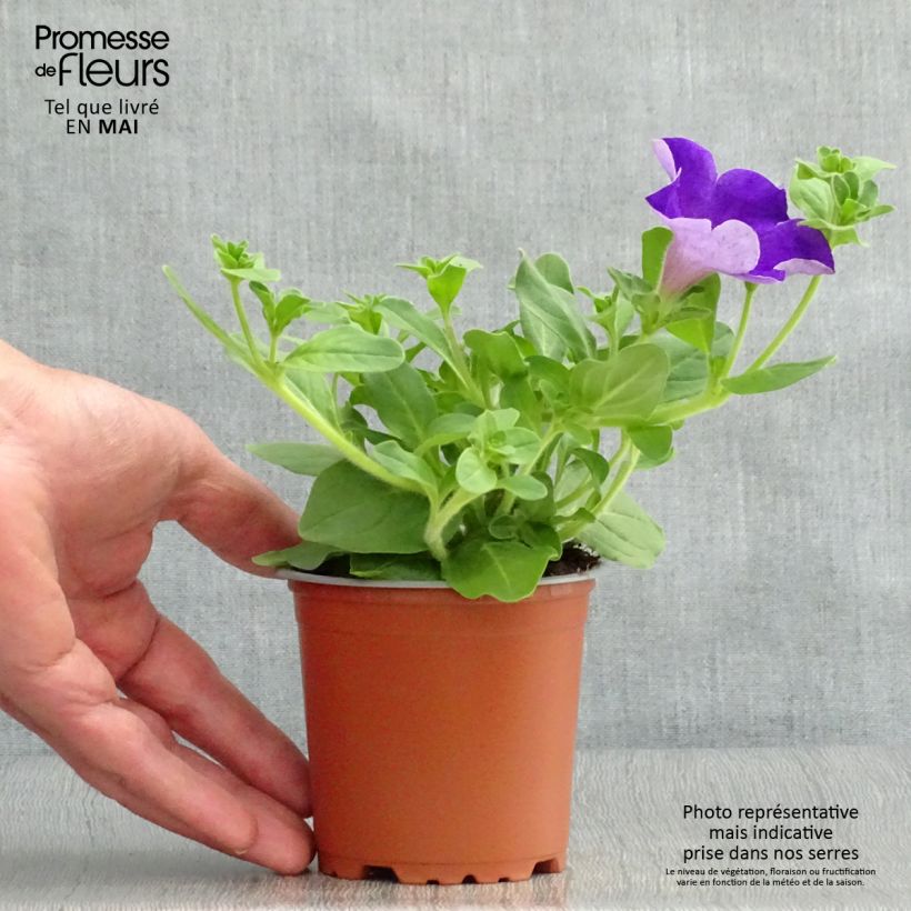 Example of Pétunia Surfinia Giant Blue Godet de 8/9 cm as you get in printemps