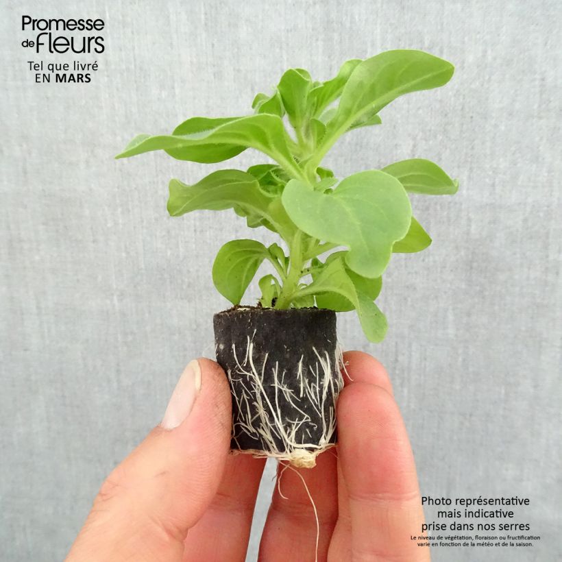 Example of Pétunia Surfinia Heavenly Blue Mini-motte Ø 3/4 cm, Plant vert de 5 à 10 cm de haut as you get in printemps