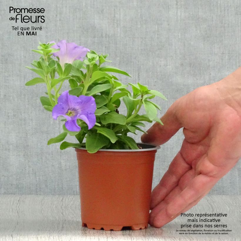 Example of Pétunia Surfinia Heavenly Blue Godet de 8/9 cm as you get in printemps