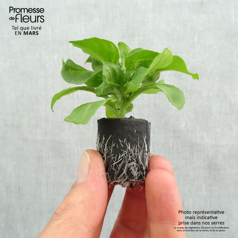 Example of Pétunia Surfinia Hot Pink rose vif Mini-motte Ø 3/4 cm, Plant vert de 5 à 10 cm de haut as you get in printemps