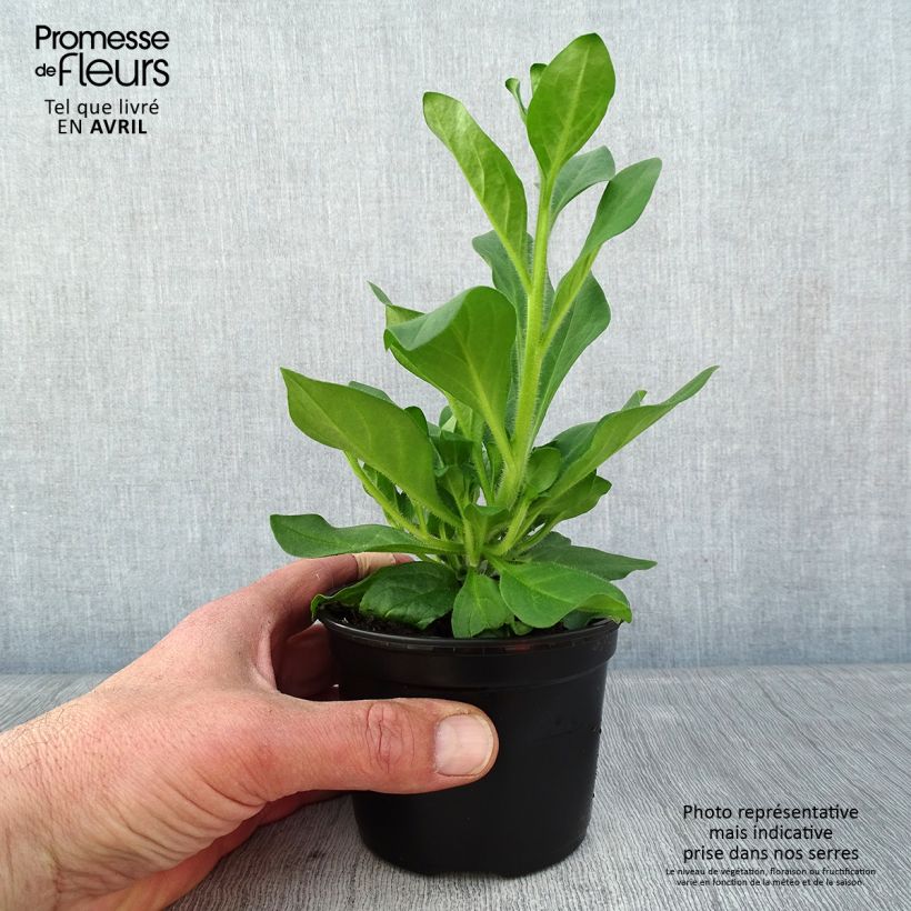 Example of Pétunia Surfinia Hot Pink rose vif Pot de 10 cm/11cm as you get in printemps