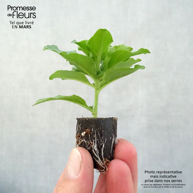 Example of Pétunia Surfinia Purple Mini-motte Ø 3/4 cm, Plant vert de 5 à 10 cm de haut as you get in printemps