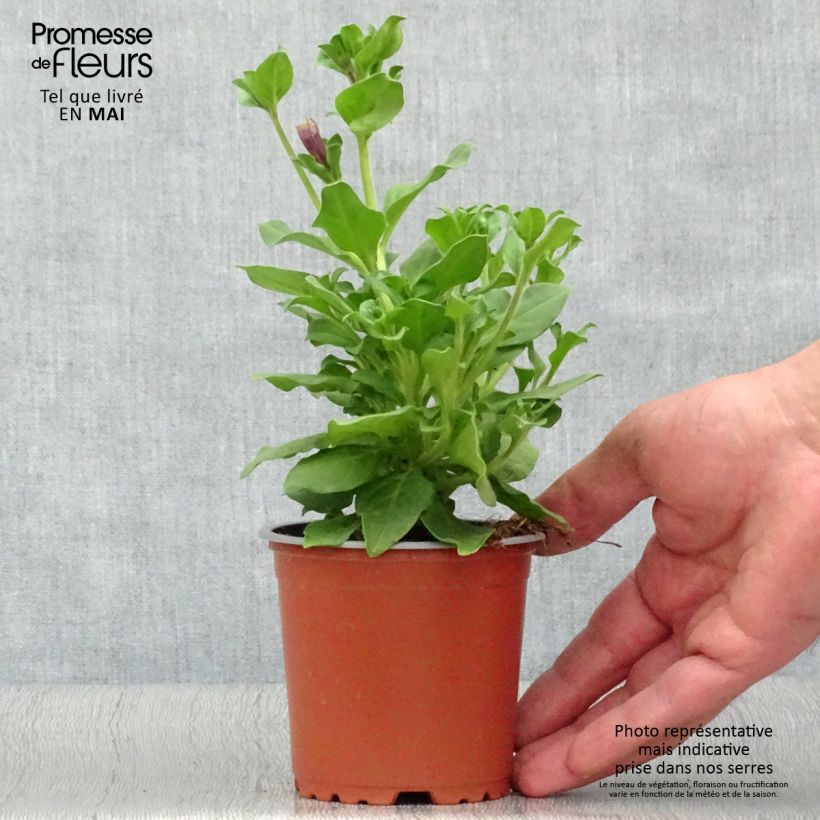 Example of Pétunia Surfinia Purple Godet de 8/9 cm as you get in printemps