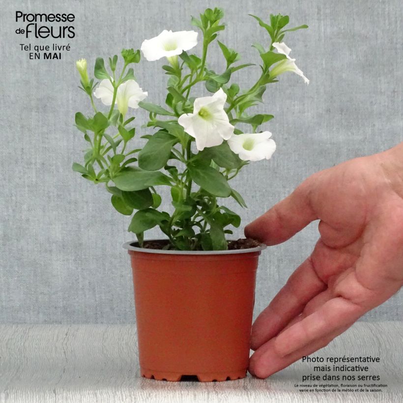 Spécimen de Pétunia Surfinia Snow blanc Godet de 8/9 cm tel que livré au printemps