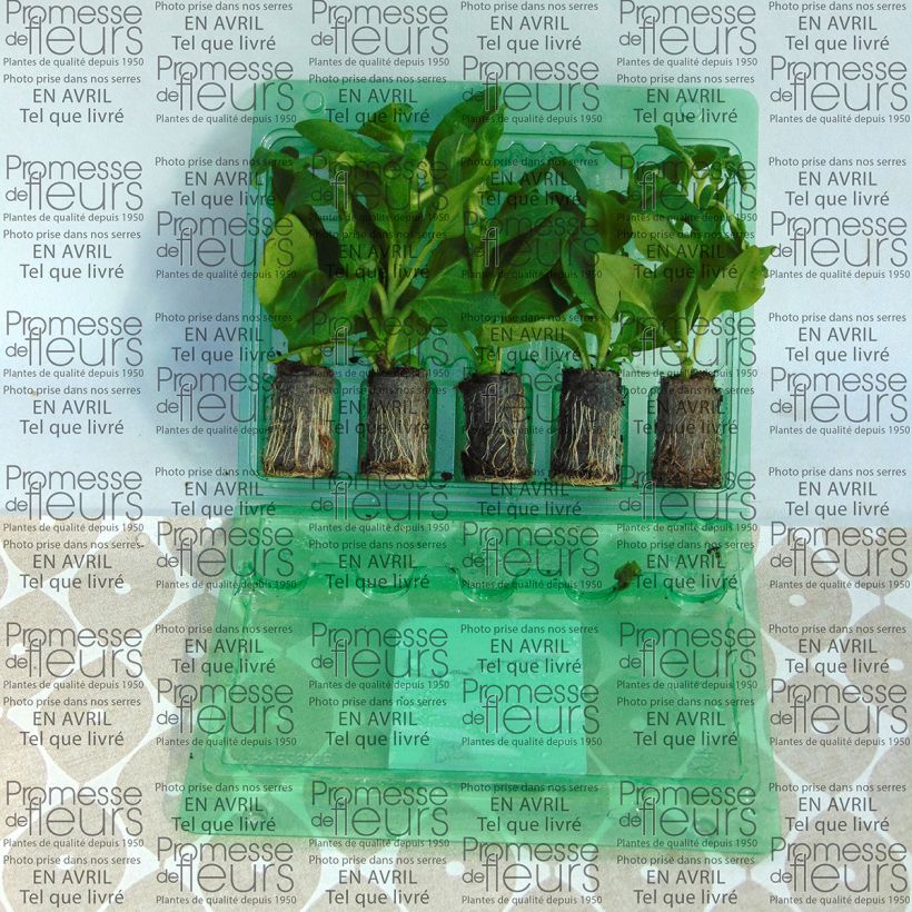 Example of Pétunia Surfinia Sumo Rose Mini-motte Ø 3/4 cm, Livré en plant vert de 5 à 10 cm de hauteur as you get