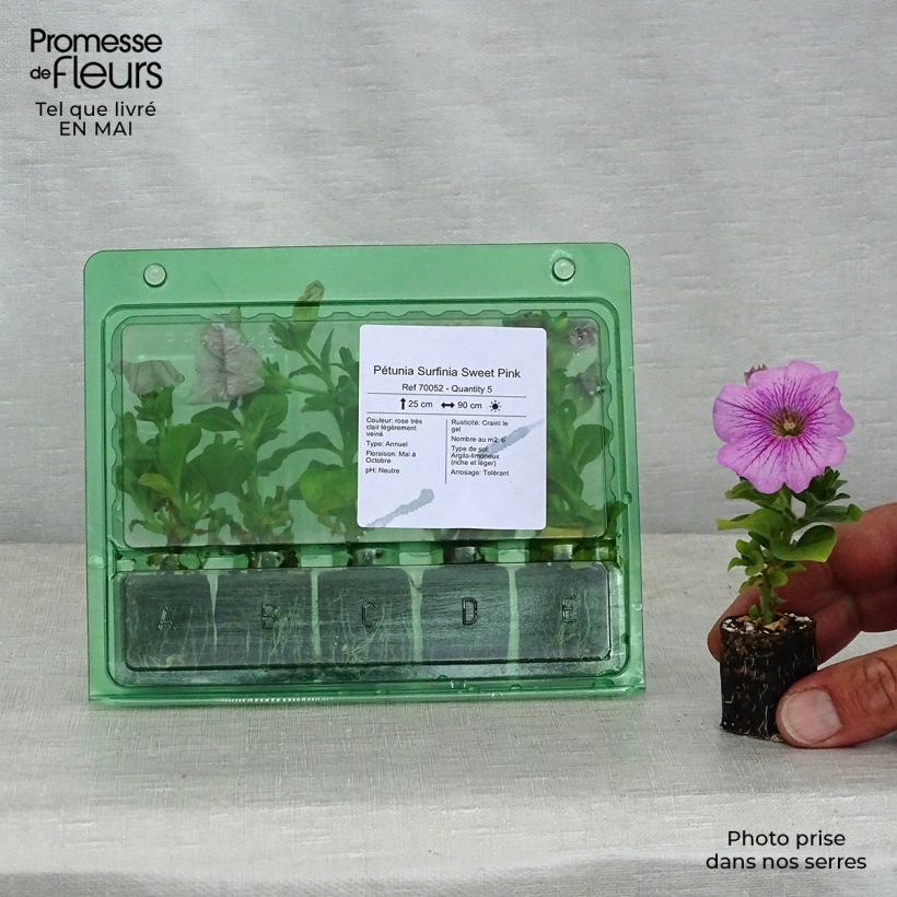 Example of Pétunia Surfinia Sweet Pink Mini-motte Ø 3/4 cm, Plant vert de 5 à 10 cm de haut as you get in printemps