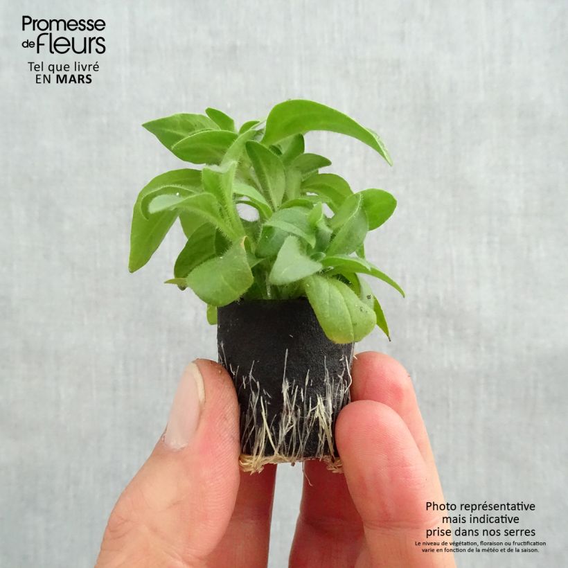 Spécimen de Pétunia Surfinia Yellow Dream Mini-motte Ø 3/4 cm, Livré en plant vert de 5 à 10 cm de hauteur tel que livré au printemps