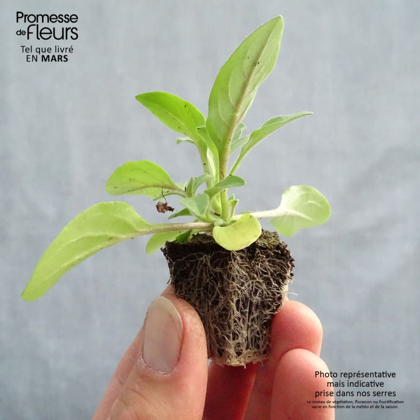 Example of Pétunia Tidal Wave F1 Silver Jardimotte : motte 3,8 cm x 3,2 cm en plaque de culture par 16, Plant vert de 5 à 10 cm de haut as you get in printemps