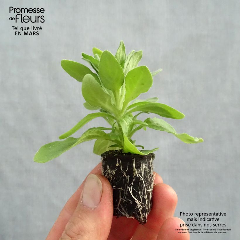 Example of Pétunia Tumbelina Anna double rose et blanc Mini-motte Ø 3/4 cm as you get in printemps