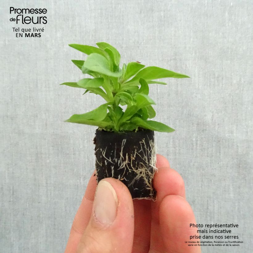 Example of Pétunia Tumbelina Belinda double bleu foncé Mini-motte Ø 3/4 cm, Plant vert de 5 à 10 cm de haut as you get in printemps