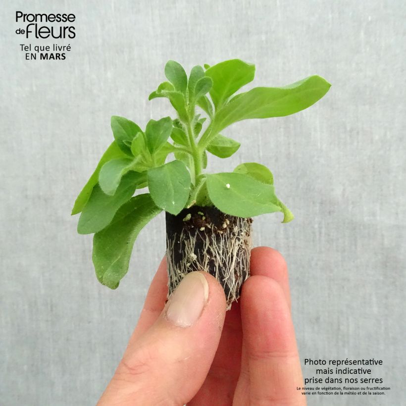 Example of Pétunia Tumbelina Candyfloss double rose foncé Mini-motte Ø 3/4 cm, Plant vert de 5 à 10 cm de haut as you get in printemps