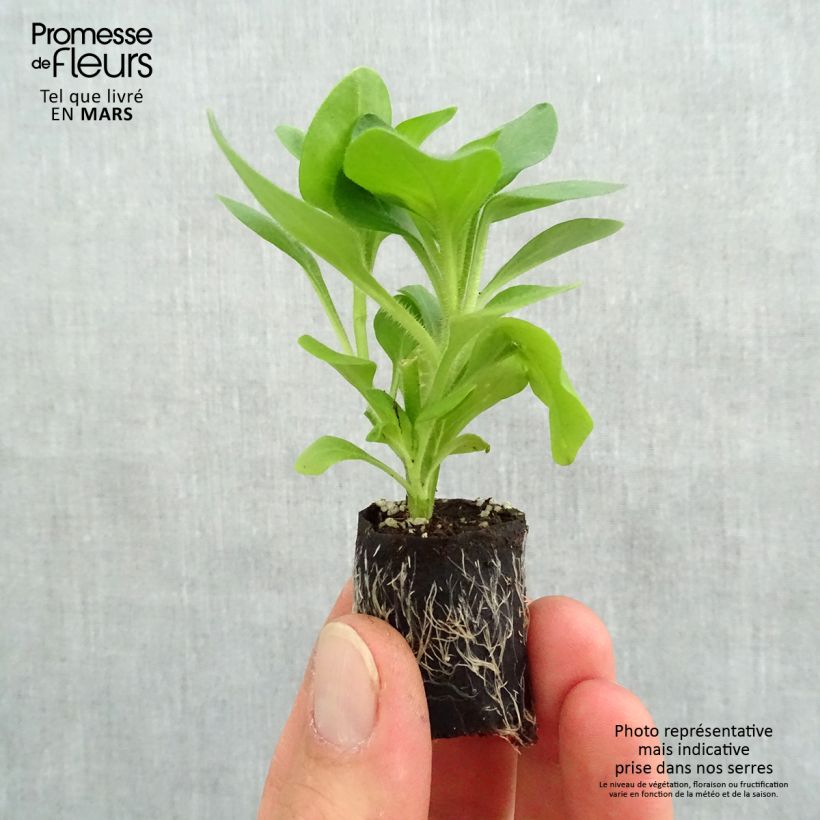 Example of Pétunia Tumbelina Diana double blanc Mini-motte Ø 3/4 cm, Plant vert de 5 à 10 cm de haut as you get in printemps