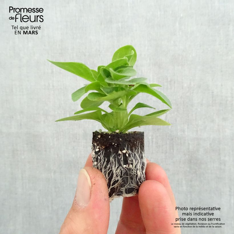 Example of Pétunia Tumbelina Priscilla double lavande veiné Mini-motte Ø 3/4 cm, Plant vert de 5 à 10 cm de haut as you get in printemps