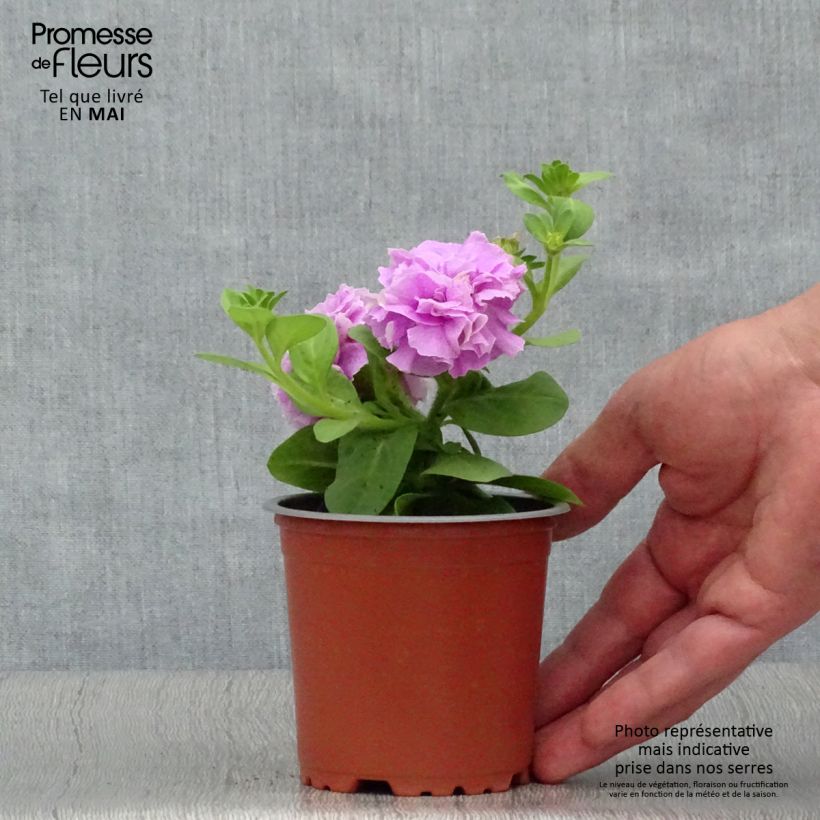 Example of Pétunia Tumbelina Priscilla double lavande veiné Godet de 8/9 cm as you get in printemps