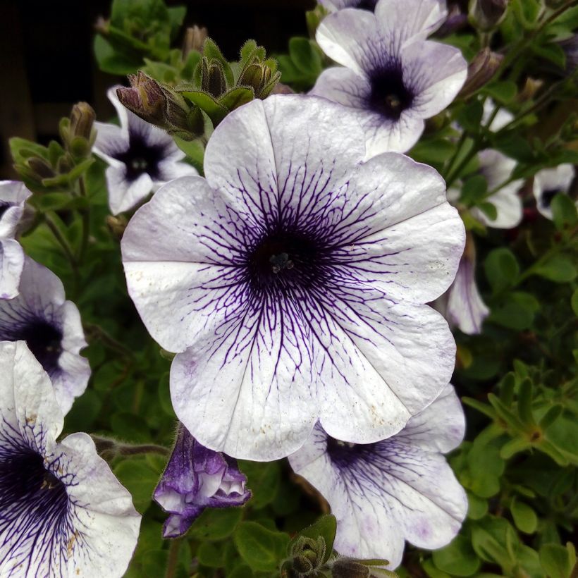 Pétunia surfinia blanc veiné bleu (Floraison)