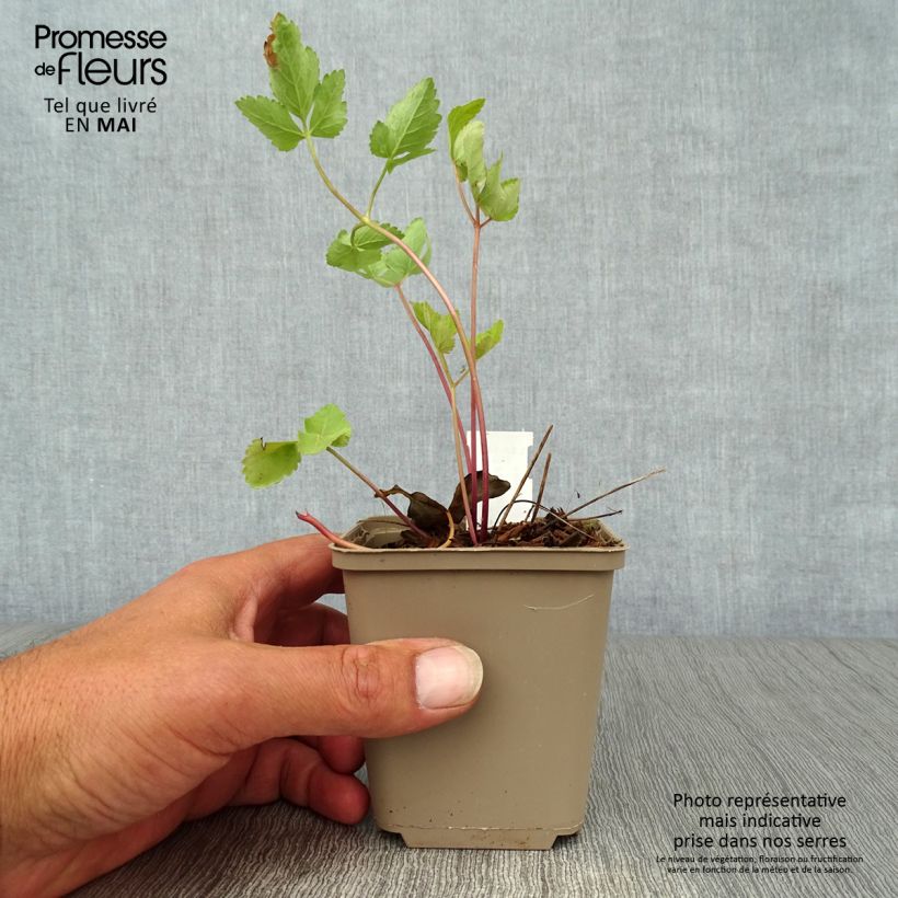 Example of Peucedanum verticillare Godet de 8/9 cm as you get in printemps