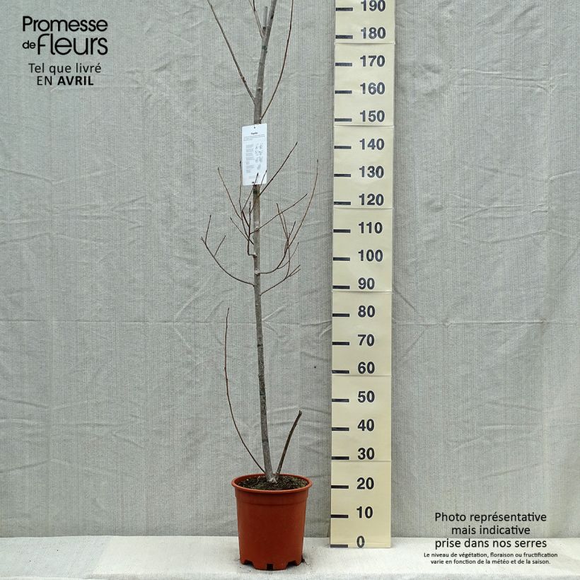 Spécimen de Peuplier Robusta - Populus euramericana (canadensis) Pot de 7,5L/10L tel que livré au printemps