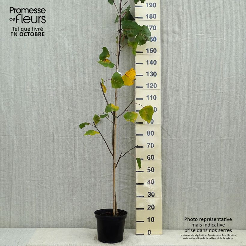 Spécimen de Peuplier pourpre - Populus deltoides Purple Tower Pot de 4L/5L tel que livré en automne