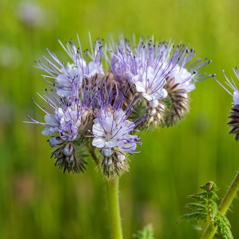 Phacélie tanacetifolia Bleue BIO - Engrais vert (Floraison)