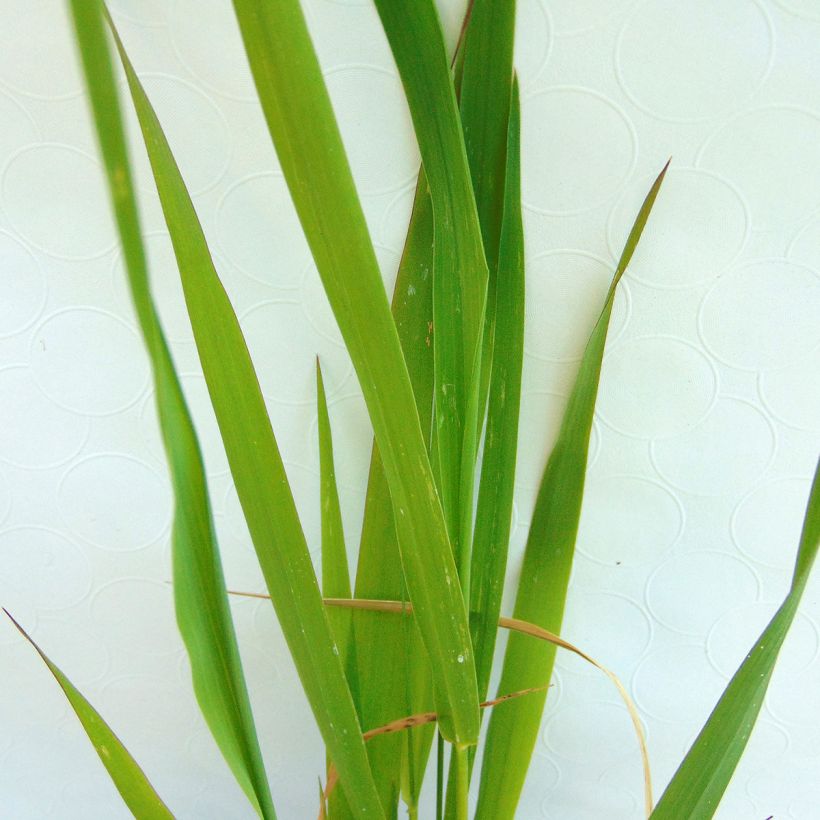 Phalaris arundinacea - Alpiste faux-roseau  (Foliage)