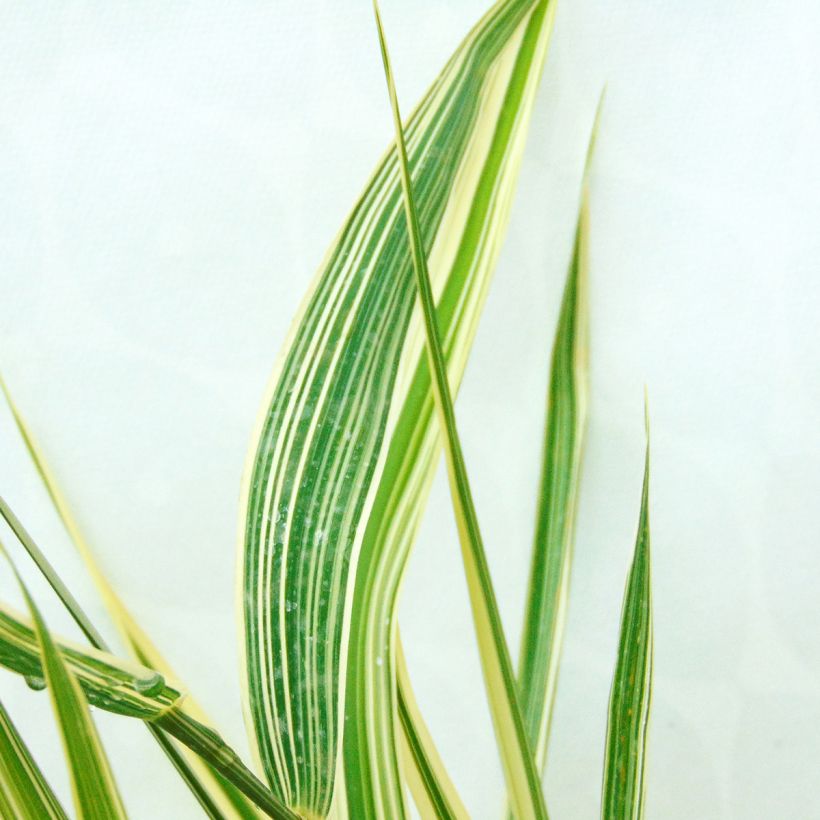 Phalaris arundinacea Picta - Alpiste faux-roseau  (Foliage)