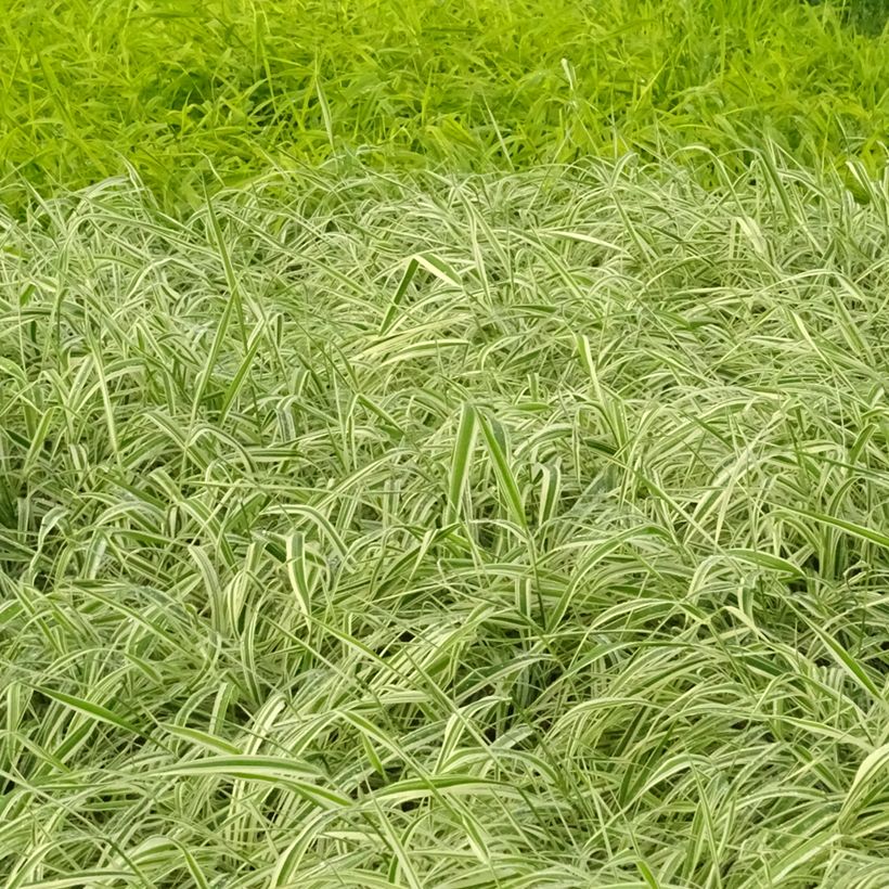 Phalaris arundinacea Picta - Alpiste faux-roseau  (Plant habit)