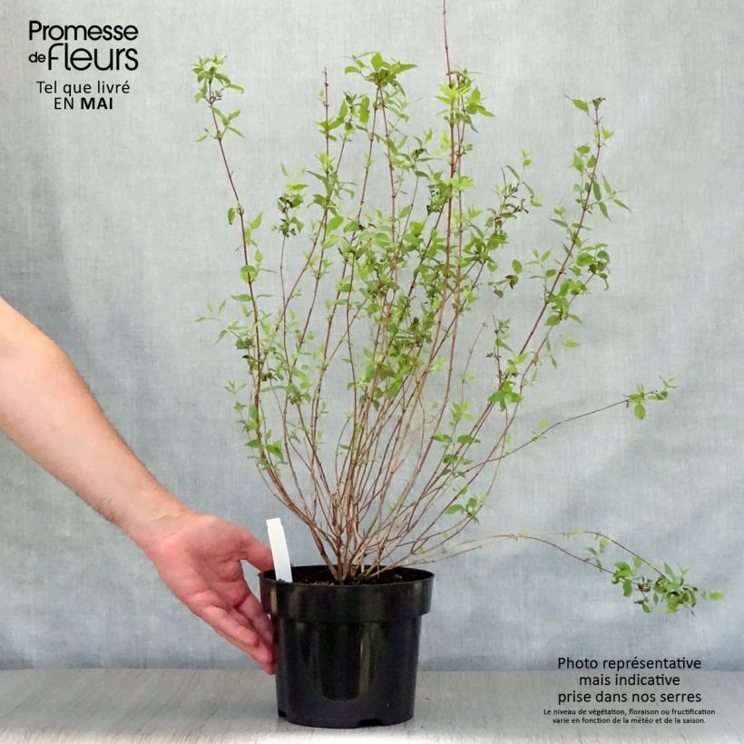 Example of Philadelphus Dame Blanche - Seringat Pot de 3L/4L as you get in printemps