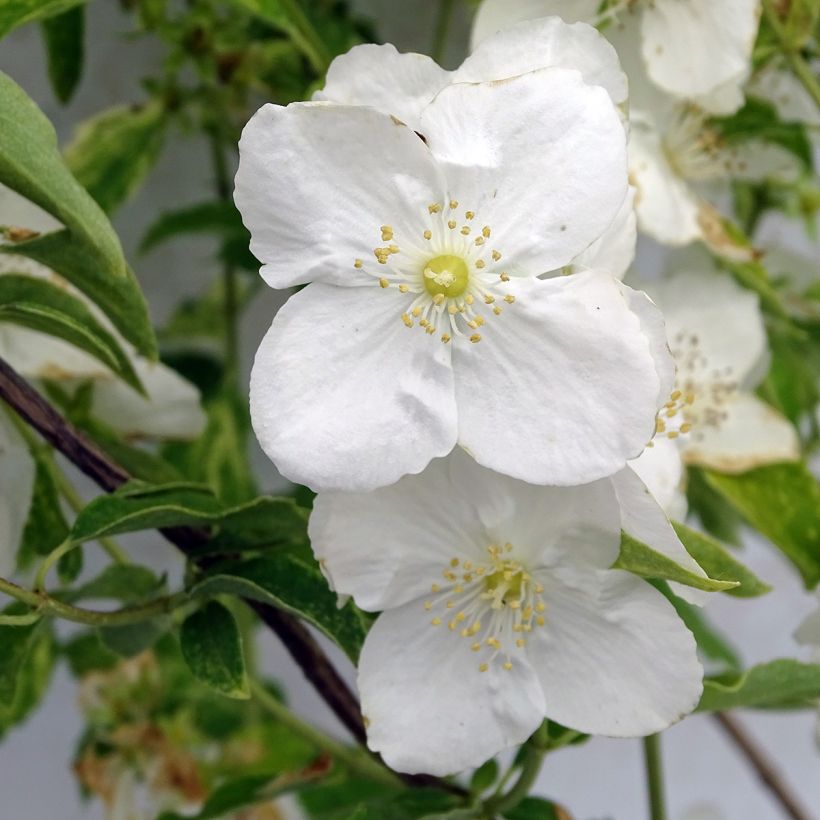 Seringat des Jardins - Philadelphus Innocence (Flowering)