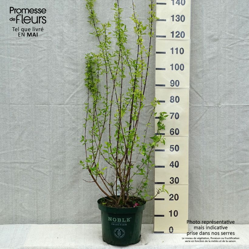Example of Seringat des Jardins - Philadelphus Innocence Pot de 7,5L/10L as you get in printemps
