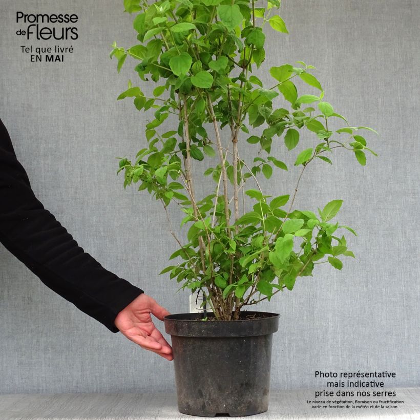 Example of Philadelphus Virginal - Seringat blanc Pot de 7,5L/10L as you get in printemps