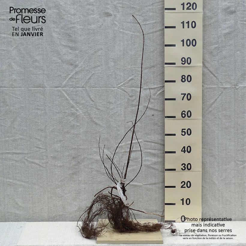 Example of Philadelphus Virginal - Seringat blanc Racines nues as you get in hiver