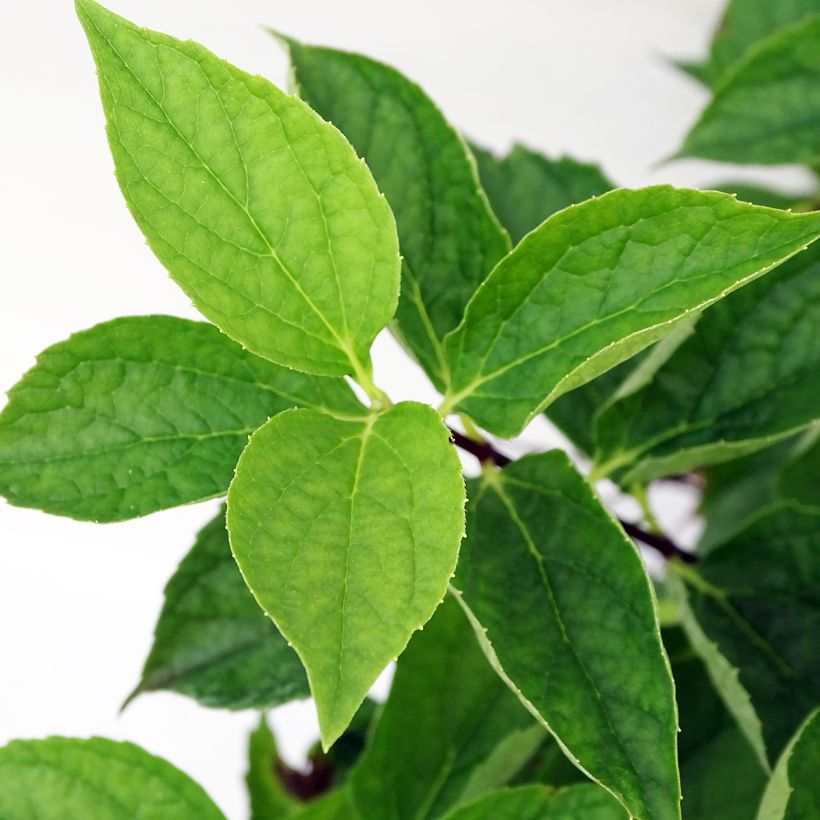 Philadelphus coronarius (Foliage)