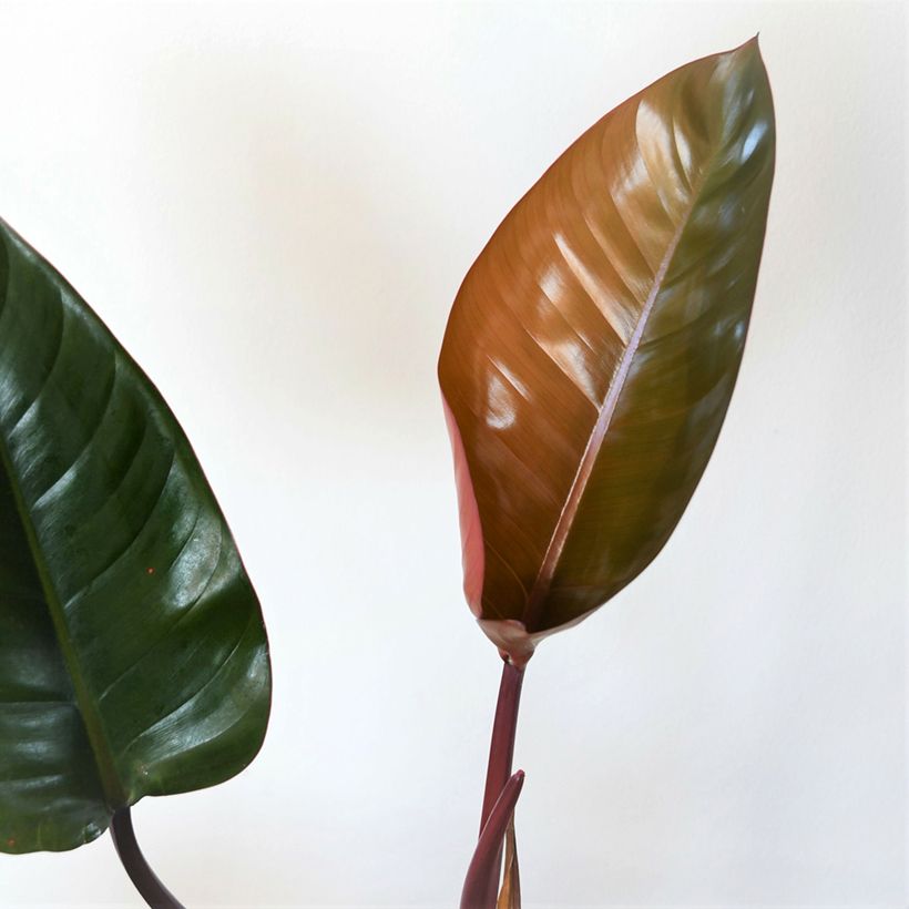 Philodendron Red Congo (Foliage)