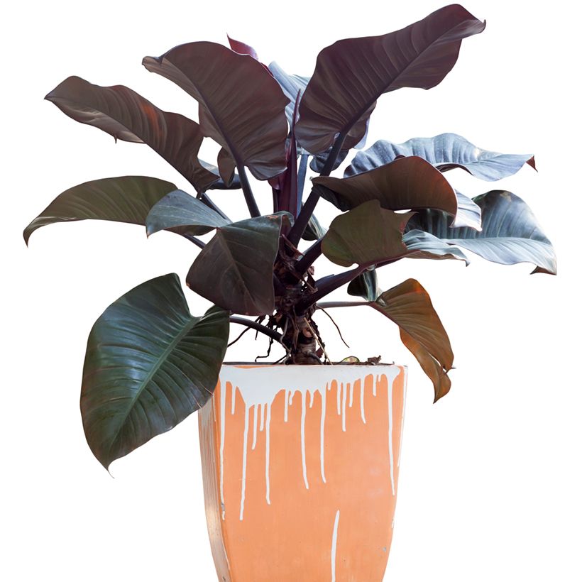 Philodendron Black Cardinal (Port)