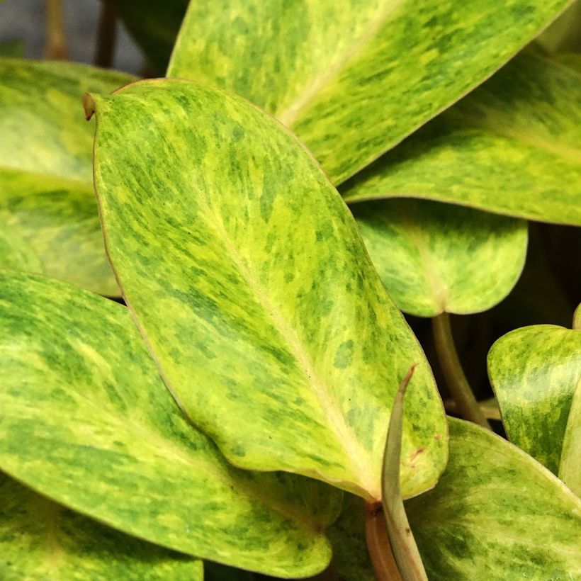 Philodendron Calkins Gold (Feuillage)