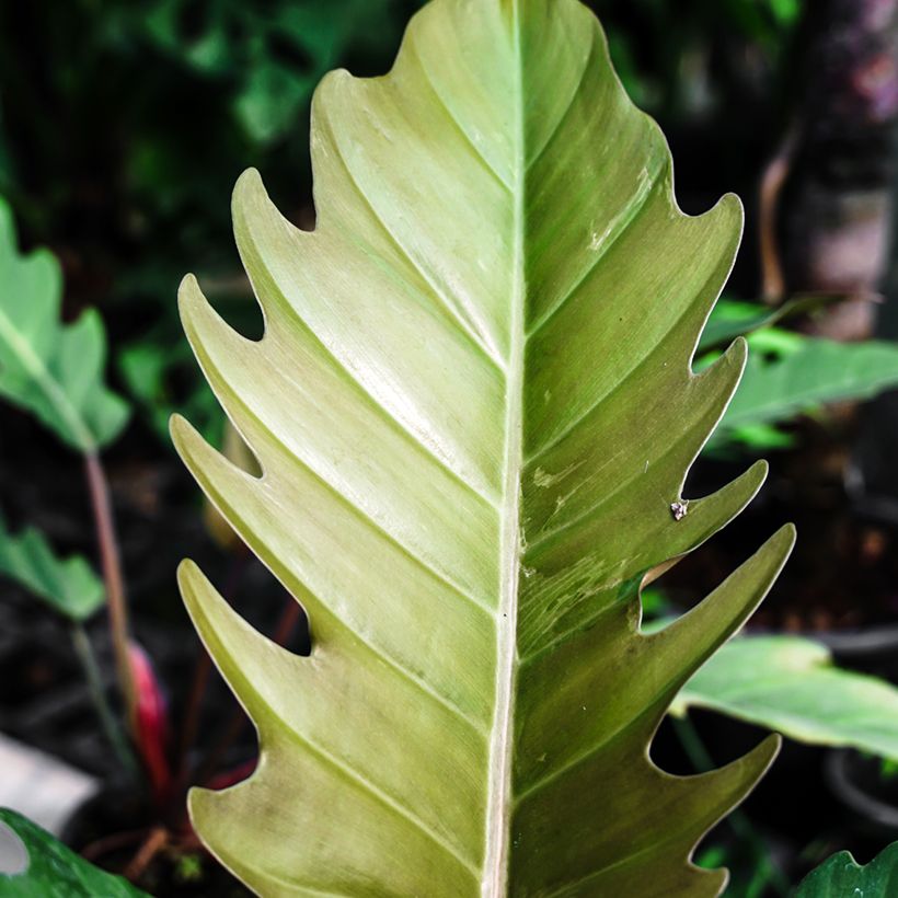 Philodendron Caramel Pluto (Foliage)