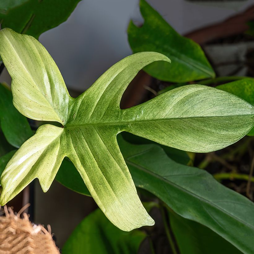 Philodendron Florida Ghost (Foliage)