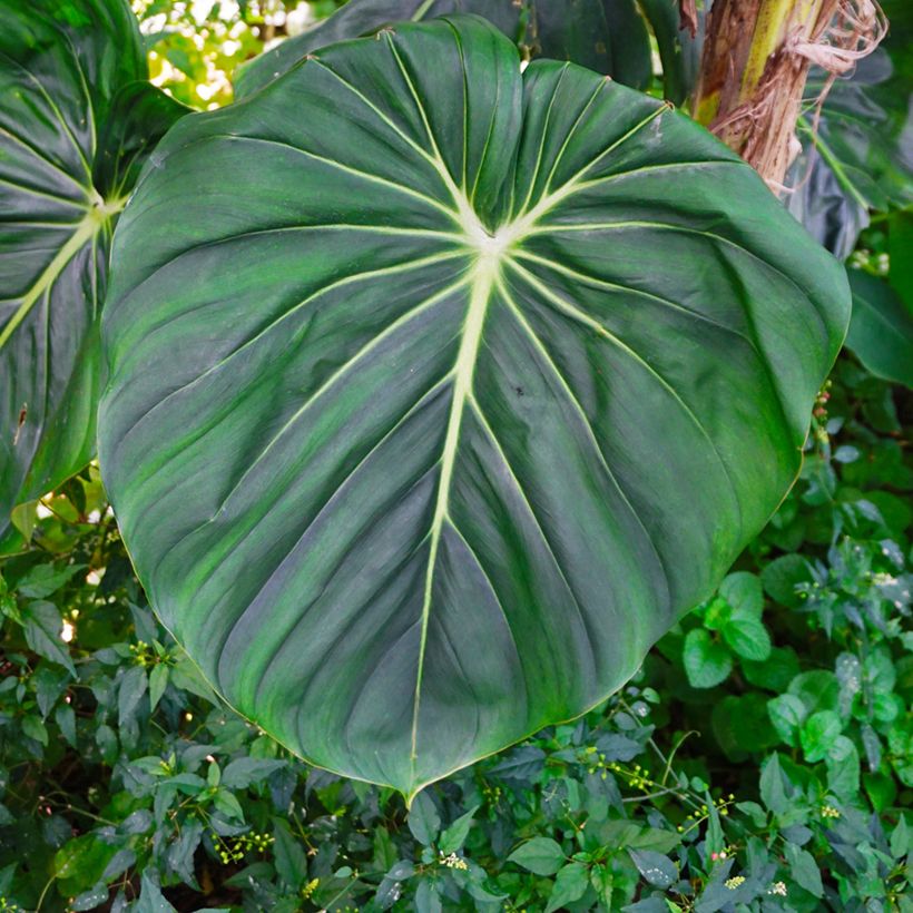 Philodendron gloriosum (Foliage)
